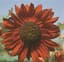 Sunflower, Velvet Queen 1/2lb — thumbnail 2 of 2