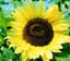 Sunflower, Lemon Queen 1/2lb — thumbnail 2 of 2