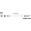 Fluence PSE1/Console DC Dimming Signal Cable, Pigtail to M16 Threaded Connector, 10" ( 254mm ) 10/CS — thumbnail 2 of 2