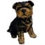 MCarr 8.1" Yorkshire Puppy — thumbnail 2 of 2