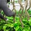 Mossify 30" Bendable Moss Pole Thin Bulk Pack — thumbnail 2 of 2