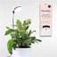 Mossify 28" Adjustable LED Plant Light Black — thumbnail 2 of 2