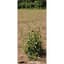 Midwest Wire Works 58" Heavy Duty Square Cage Lime — thumbnail 2 of 2