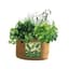Panacea 5Gal Grow Bag Herbs — thumbnail 2 of 2