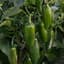 Peppers, La Bomba II 100 Seed Count — thumbnail 2 of 2