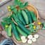 Cucumber, Sweet Success Ps 100 Seed Count — thumbnail 2 of 2