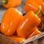 Peppers, Orange Blaze Treated 100 Seed Count — thumbnail 2 of 2