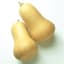 Squash, Early Butternut Hybrid 500 Seed Count — thumbnail 2 of 2