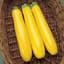 Squash, Gold Rush Hybrid 100 Seed Count — thumbnail 2 of 2