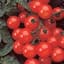 Tomato, Husky Cherry Red 500 Seed Count — thumbnail 2 of 2