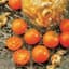 Tomato, Sunsugar 500 Seed Count — thumbnail 2 of 2