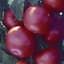 Tomato, Biltmore Treated 100 Seed Count — thumbnail 2 of 2