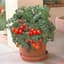 Tomato, Patio Hybrid Treated 100 Seed Count — thumbnail 2 of 2