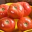 Tomato, Pink Girl Hybrid Treated 100 Seed Count — thumbnail 2 of 2
