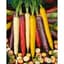 Carrot, Rainbow Blend 1000 Seed Count — thumbnail 2 of 2
