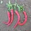 Peppers, Cayenne Red Thick 1000 Seed Count — thumbnail 2 of 2