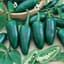 Peppers, Early Jalapeno 1000 Seed Count — thumbnail 2 of 2