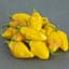 Peppers, Habanero Yellow 100 Seed Count — thumbnail 2 of 2