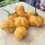 Peppers, Scotch Bonnet Orange 100 Seed Count — thumbnail 2 of 2