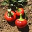 Peppers, Sunbright Orange 1000 Seed Count — thumbnail 2 of 2