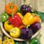 Peppers, Rainbow Bell Blend 500 Seed Count — thumbnail 2 of 2