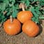 Pumpkin, Wee Be Little 100 Seed Count — thumbnail 2 of 2