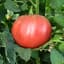 Tomato, Cherokee Purple 500 Seed Count — thumbnail 2 of 2