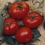 Tomato, Brandywine Red Potato Leaf 100 Seed Count — thumbnail 2 of 2