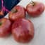 Tomato, Mortgage Lifter 100 Seed Count — thumbnail 2 of 2