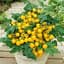 Tomato, Patio Choice Yellow 100 Seed Count — thumbnail 2 of 2