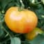 Tomato, Hillbilly Potato Leaf 1000 Seed Count — thumbnail 2 of 2