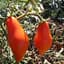 Tomato, San Marzano Indeterminate 100 Seed Count — thumbnail 2 of 2