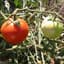 Tomato, Super Sioux 500 Seed Count — thumbnail 2 of 2