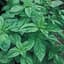 Basil, Genovese 1/4oz — thumbnail 2 of 2