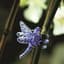 SuperMoss 500ct Bulk Dragonfly Orchid Clips Assorted — thumbnail 2 of 2