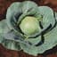 Cabbage, Stonehead Hybrid 500 Seed Count — thumbnail 2 of 2