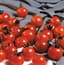 Tomato, Sweet Million Treated 100 Seed Count — thumbnail 2 of 2