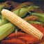 Corn, Providence 50lb — thumbnail 2 of 2