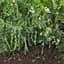 Peas, Snak Hero 25lb — thumbnail 2 of 2
