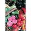 Beets, Chiogga 1/2oz — thumbnail 2 of 2