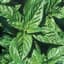 Basil, Lemon 1/16oz — thumbnail 2 of 2