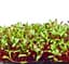 Microgreens, Early Wonder Green Top 2 Grams — thumbnail 2 of 2