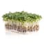 Microgreens, Upland Cress 3.5 Grams — thumbnail 2 of 2