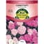 Candytuft, Dwarf Fairy Mix 470mg — thumbnail 2 of 2