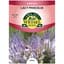 Lacy Phacelia 2 Grams — thumbnail 2 of 2