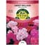 Sweet William, Tall Double Mix 470mg — thumbnail 2 of 2