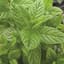 Spearmint 1/16oz — thumbnail 2 of 2