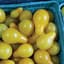Tomato, Yellow Pear 1000 Seed Count — thumbnail 2 of 2