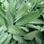 Sage 1oz — thumbnail 2 of 2