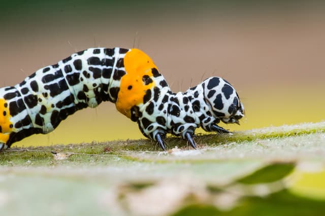 Caterpillar — pest reference photo for the insecticide planner